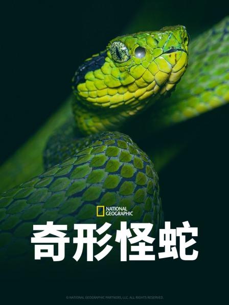 樱桃视频《奇形怪蛇》免费在线观看